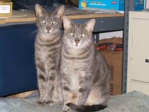 Portrait of Target and Targeretty, the Coney Island Arcade Cats.  Photo © Manny Cohen.