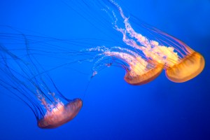 Jellyfish in the Alien Stingers Exhibit at New York Aquarium, Coney Island. Photo © Charles Denson