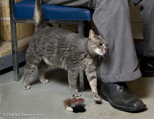 Targette, the Sister of Target the Coney Island Arcade Cat. Photo © Charles Denson Targette, the Sister of Target the Coney Island Arcade Cat. Photo © Charles Denson