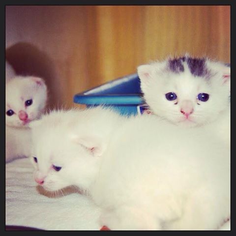 Coney Island Kittens