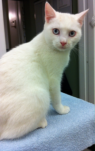 Snow Coney the Coney Island Cat