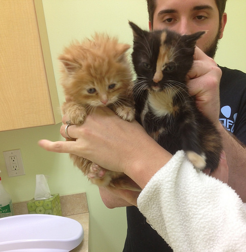 Coney Island Kittens