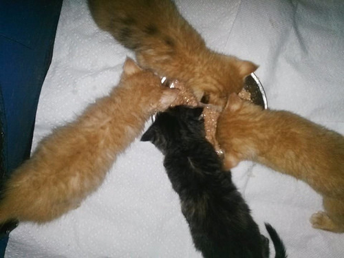 Coney Island Kittens