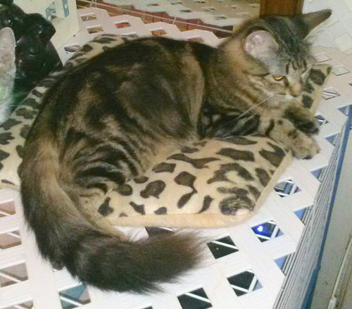 Coney Island Cat up for adoption