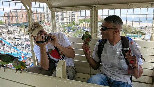 Parrots Ride Wonder Wheel