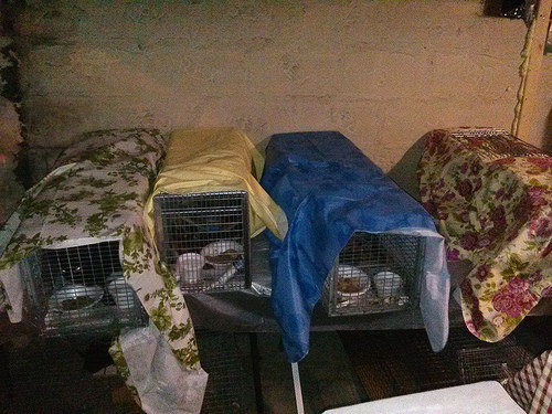 Coney Island Boardwalk Cats