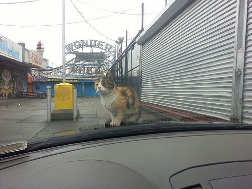 Pretty the Coney Island Cat