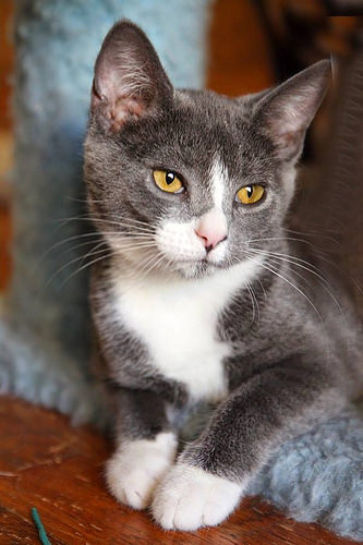 Brooklyn Bridge Animal Welfare Coalition