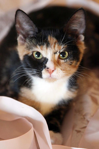 Brooklyn Bridge Animal Welfare Coalition