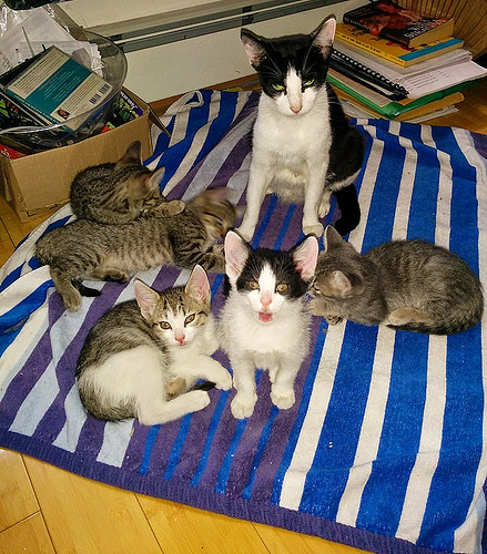 Mama Cat and Kittens