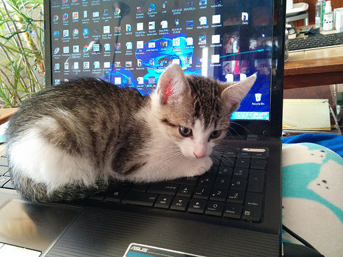 Coney Island Kittens for adoption