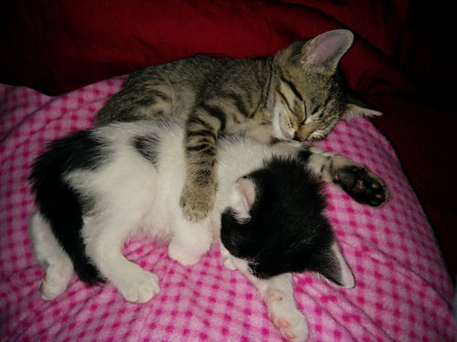 Kittens up for adoption