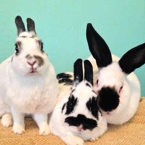 Rabbit Trio
