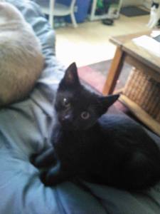 black kitten